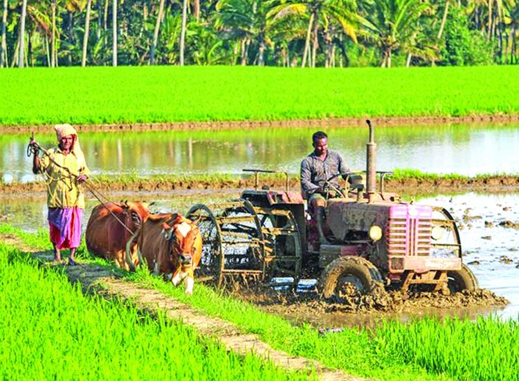 Agricultural Management