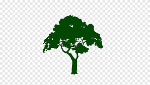 Oak Tree